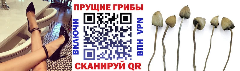 блэк спрут зеркало  Вилючинск  Галлюциногенные грибы мицелий 